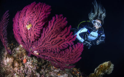 Mélymerülő tanfolyam (Deep Diving)