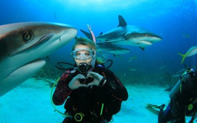 Cápa ökológia (Shark Ecology)